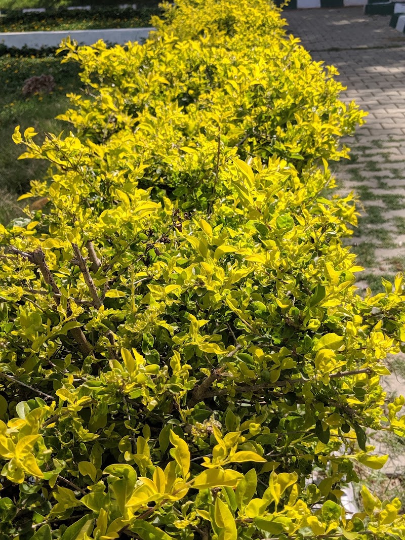 Brindavan Extension Park - Brindavan Extension Park, 1st Stage, 3rd Cross, Brindavan Extension, Near Medplus, Brindavan Extension, Brindavan Extension 1st Stage, Brindavan Extension, Mysuru, Karnataka 570020, India