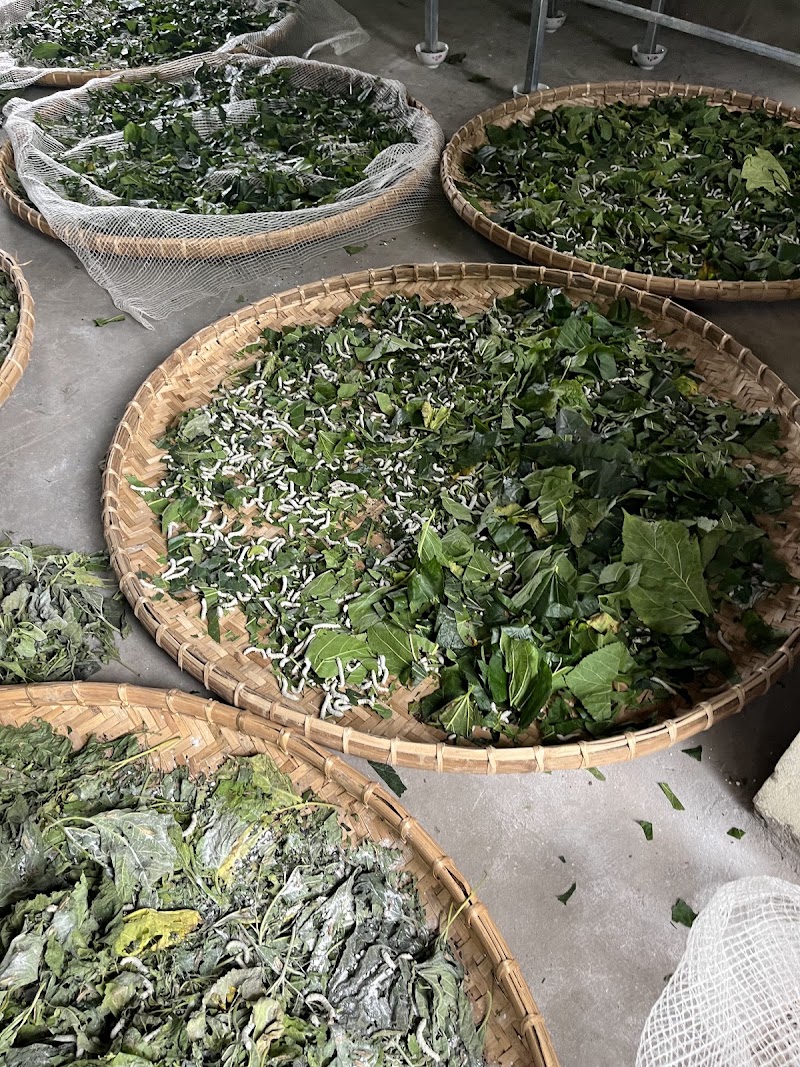 Silk Farm Bến Giá - Silk Farm Bến Giá, Thôn Hạ Trạo, Hoa Lư, Ninh Bình 08000, Vietnam