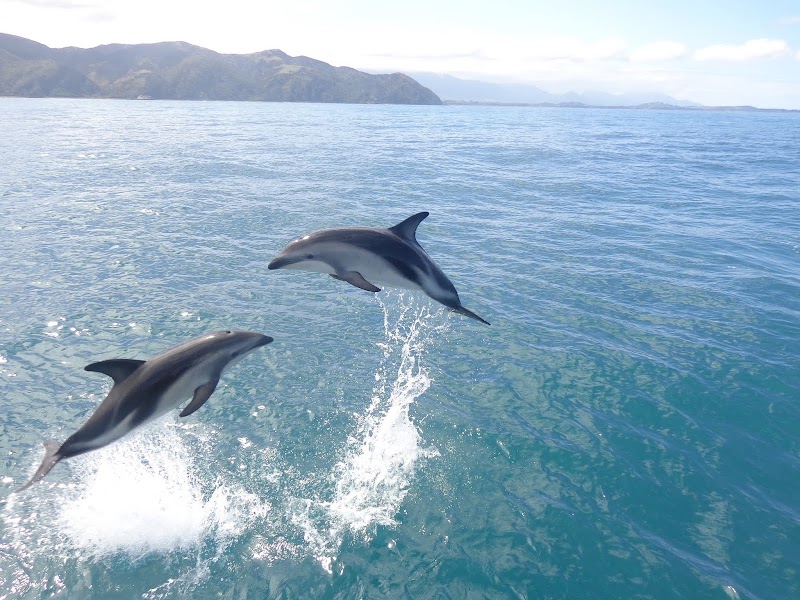 Encounter Kaikoura (Dolphin Encounter) - Encounter Kaikoura (Dolphin Encounter) 96 Esplanade, Kaikōura 7300, New Zealand