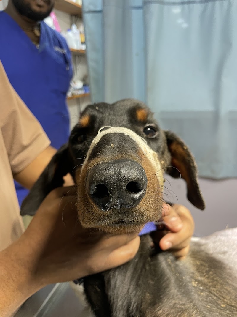 VETCARE PET CLINIC - VETCARE PET CLINIC Vetcare Shop no.110, Chouhan Dream Homes Complex, Nehru Nagar Main Rd, near Hitek Hospital, below SBI bank, Block J, Smriti Nagar, Bhilai, Chhattisgarh 490020, India