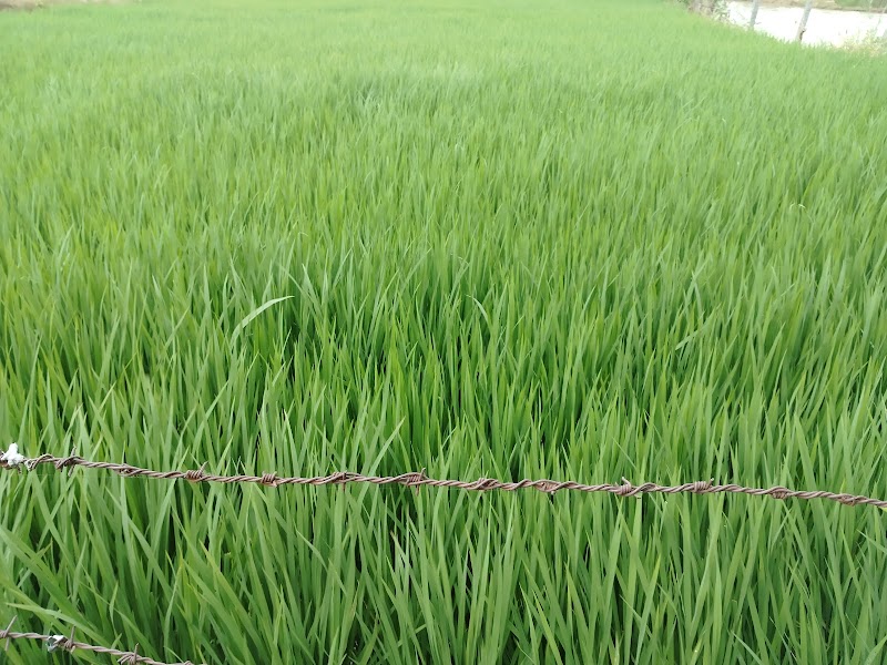 By-Pass Road - By-Pass Road, Christianpally, Mahbubnagar, Yenugonda Rural, Telangana 509002, India