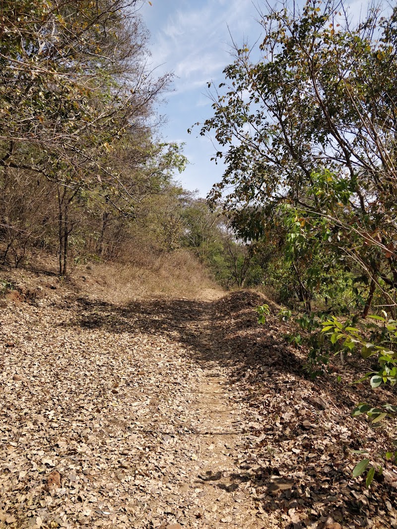 Babasaheb Dr. B R Ambedkar forest Path - Babasaheb Dr. B R Ambedkar forest Path WGQ4+HQ, Mutharayana Nagar, Gnana Bharathi, Bengaluru, Karnataka 560056, India