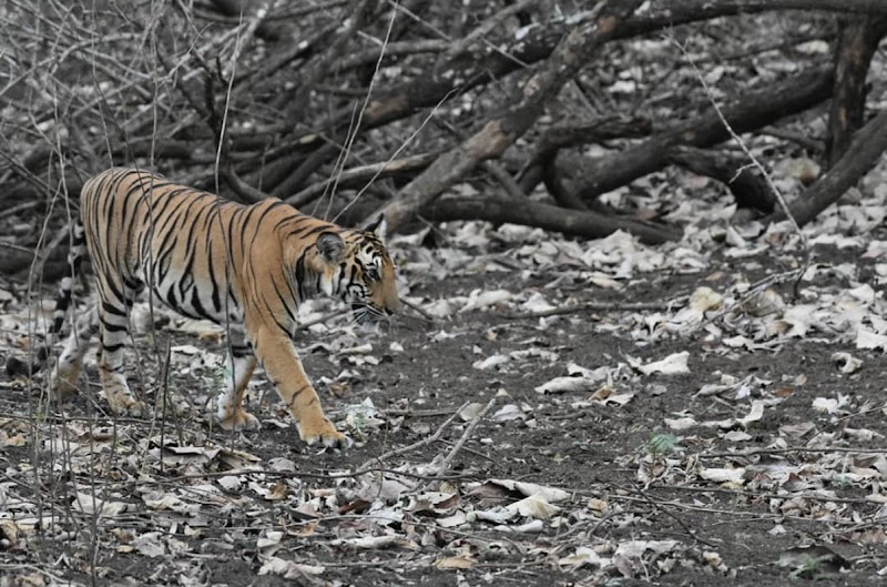 Kabini Forest - Kabini Forest, Kabini Safari centre, Dammanakatte, Karnataka 571114, India