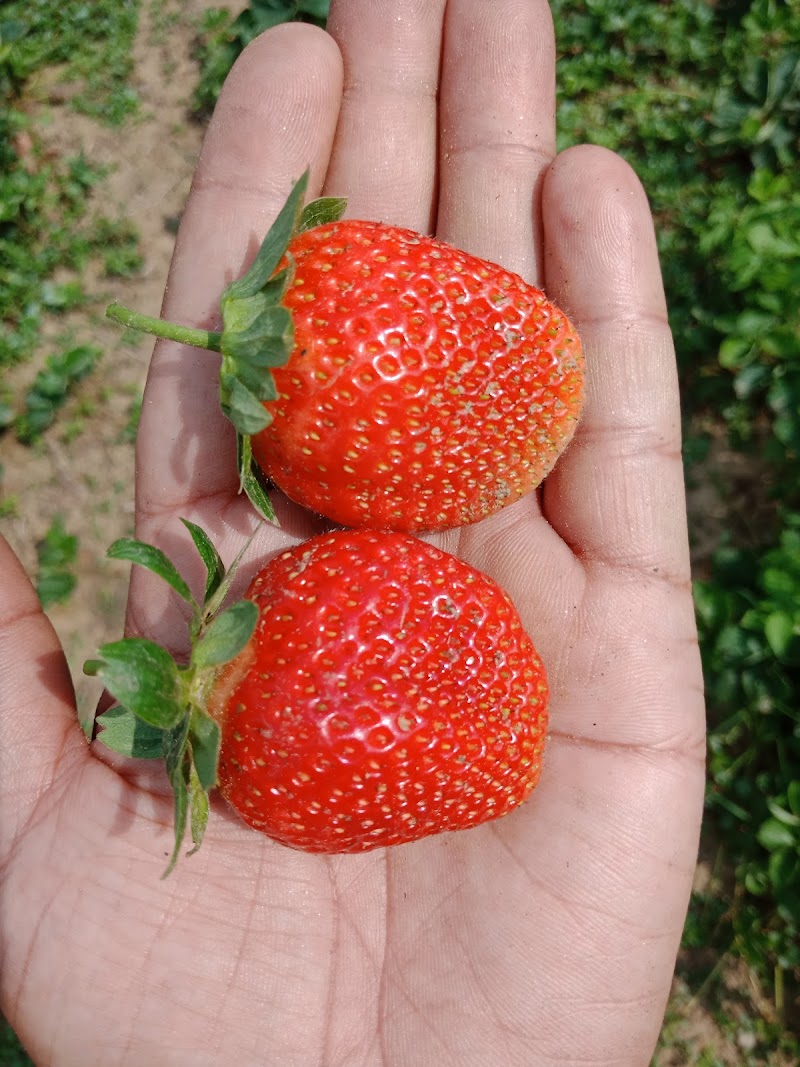 AKS STRAWBERRIES - AKS STRAWBERRIES Village Khaltoo Post Office Karganoo Village Khaltoo Post Office Karganoo, Tehsil, Rajgarh, Dhanach Shayaghat, Himachal Pradesh 173223, India