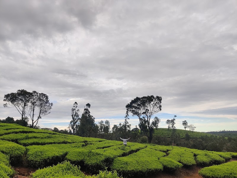 Tea estate