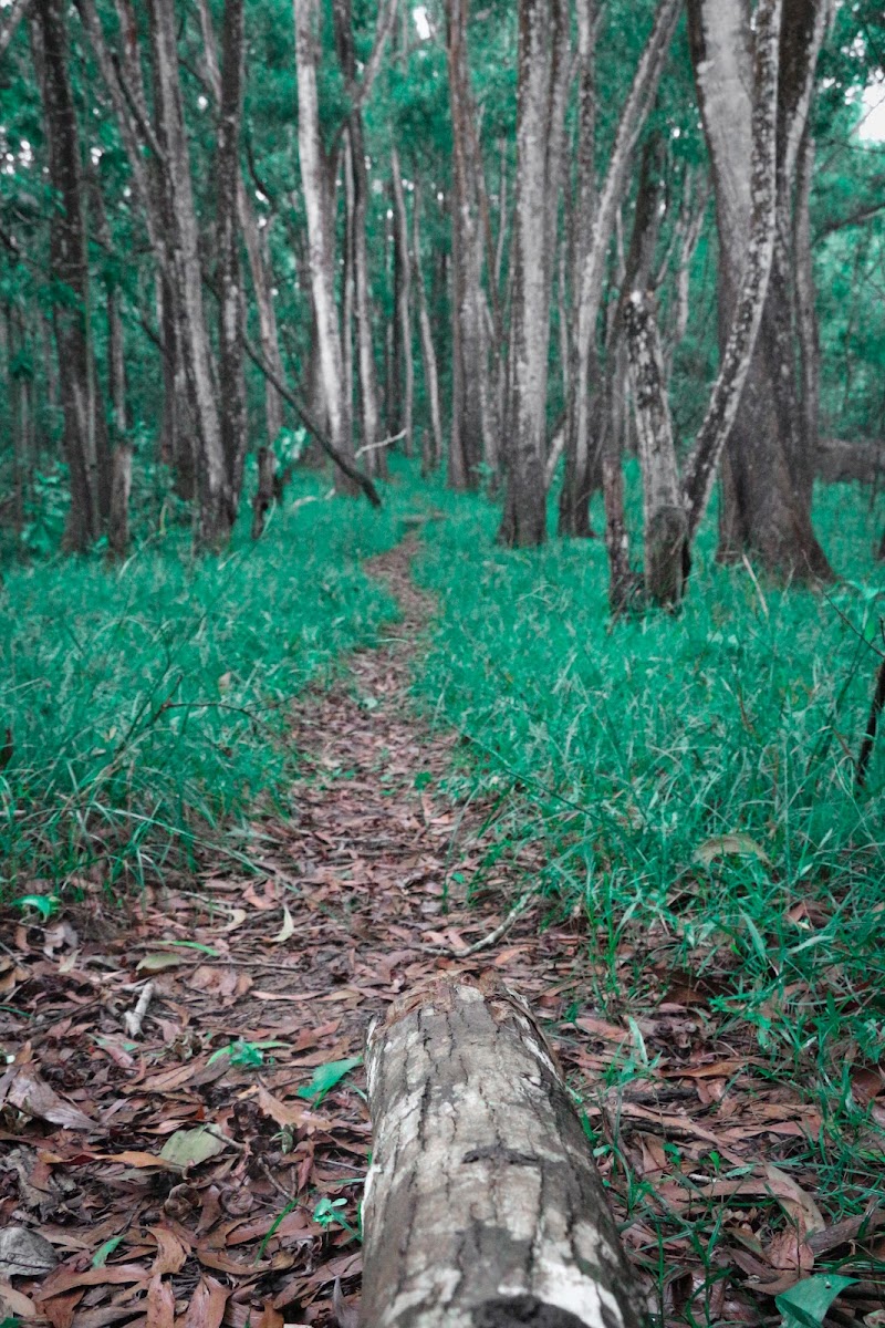 Kohobagala Mountain - Kohobagala Mountain, Kandy - Colombo Rd, Sri Lanka