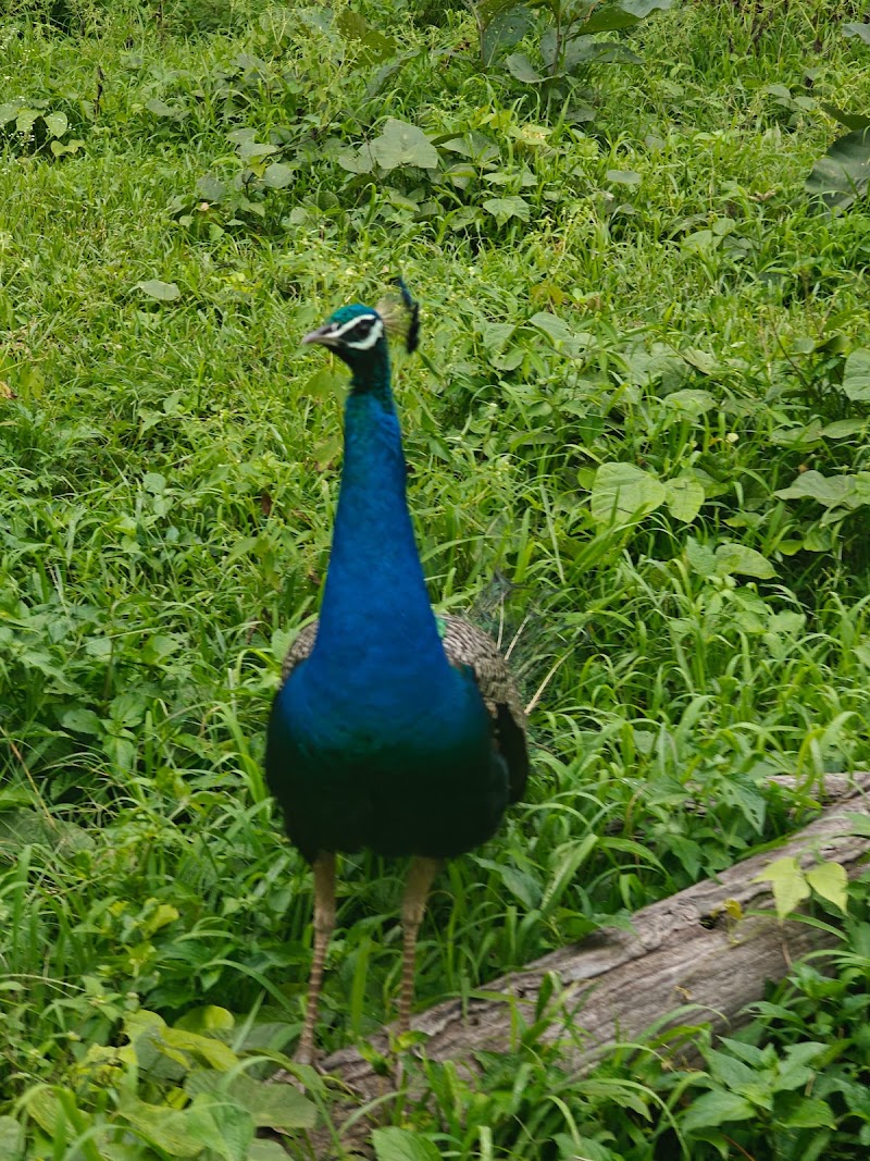 Nilgiris Biosphere Reserve - Nilgiris Biosphere Reserve HQF4+78G, Mudumalai, Ebbanad, Tamil Nadu 643223, India