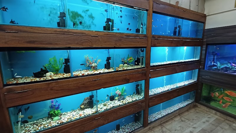 Fish Land - Fish Land, 184, Zonal Market, Sector 10, Bhilai, Chhattisgarh 490006, India