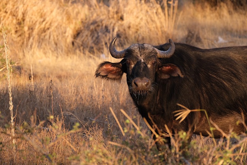 Maroelani Private Nature Reserve - Maroelani Private Nature Reserve, R40, 1380, South Africa