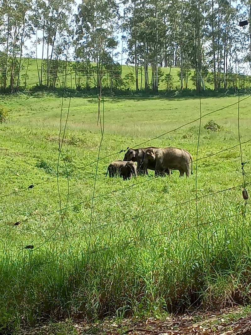 Munnar jeep safari explore (cabs) - Munnar jeep safari explore (cabs) police station, Near, dhanushkodi road, Nullatanni, Munnar, Kerala 685612, India