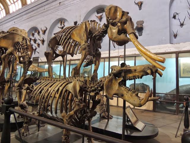 Indian Museum - Indian Museum 27, Jawaharlal Nehru Rd, Colootola, New Market Area, Dharmatala, Taltala, Kolkata, West Bengal 700016, India