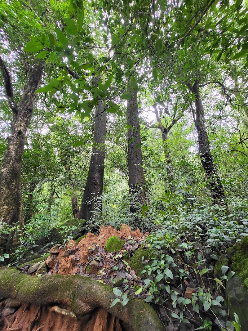 Bhimashankar Forest Reserve - Bhimashankar Forest Reserve, 3G8J+6RQ, Bhimashankar, Maharashtra 410509, India