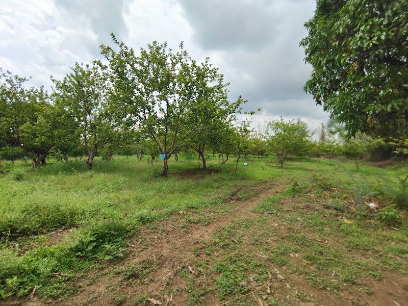 Sanjay Gandhi Nursery - Sanjay Gandhi Nursery, Andhiyarkhor, Chhattisgarh 491335, India