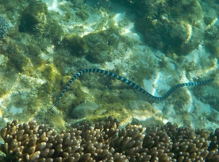 Apo Island - Apo Island, Dauin, 6217 Negros Oriental, Philippines