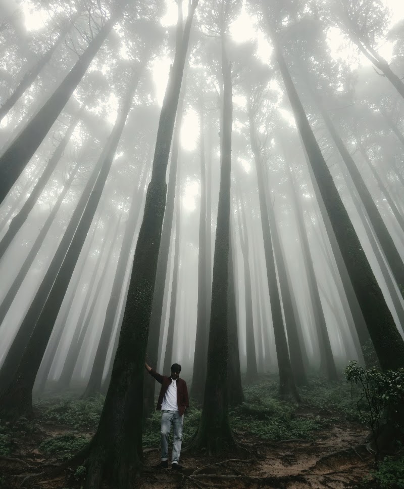 Pine tree forest
